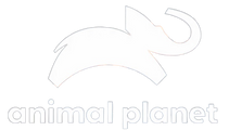 Animal Planet